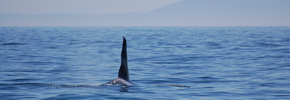 Ruffles, an orca whale